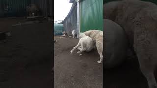 игры алабаев #dog #алабай #волкодав #сао #чабан #щенки #puppy #овчарка #goats #банхар