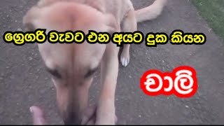 නුවරඑළියේ ග්‍රෙගරි වැවේ දුක කියන චාලි#wistharey#your#channel