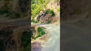 Zara Zara | Nainital Uttarakhand #shorts #nature #nainital #travel #vlog #hills #forest #mountains