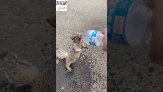 Thristy #shorts #shortsfeed #shortvideos #shortsviral #funny #funnyanimals #funnyvideos