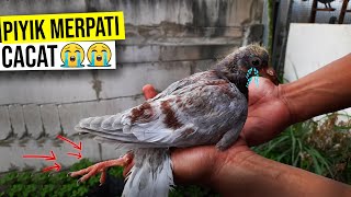 PIYIK MERPATI POS CACAT - SEDIH !!