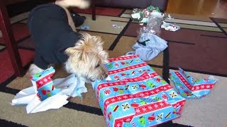 Puppies Opening Christmas Presents