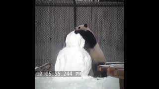 Panda playing with snowman