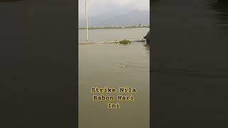 Strike Nila Babon Hari Ini,, Alhamdulillah 😇#shorts #fishingvideo #mancing