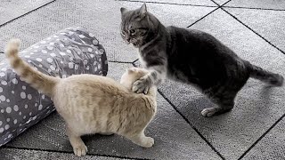 Kitten Vs Cat