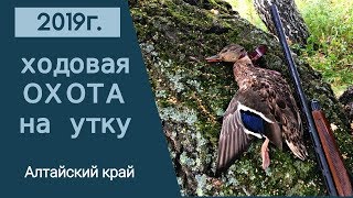 Ходовая охота на утку 2019