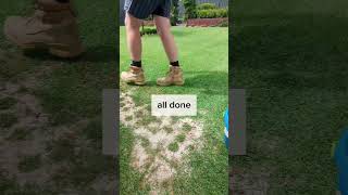 fixing my dead patch of lawn #lawn #lawncare #lawnmaintenance #shorts