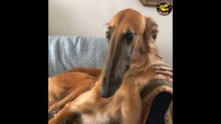 duniya ka sabse vichitra kutta| lambi naak wala kutta|borzoi dog |weirdest dog in the world. by ArkM