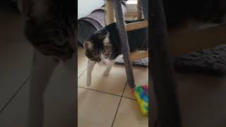 Tigrou qui raconte #chats #chat #cat #catlover #pet #shortvideo #shorts #short #shortsvideo #animaux