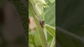 Tree Hopper (Hemiptera)