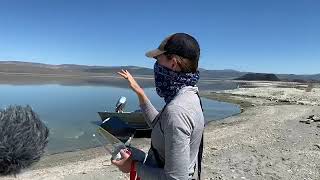 Mono Lake Live: California Gull Surveys Using Drones