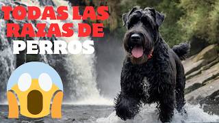 🐶TODAS LAS RAZAS DE PERROS DEL MUNDO🦮razas de perros existentes,mascotas,perro,dog,nombres,