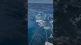 Drowning a swordfish #swordfish #deepdrop #swordfishing #fishing #fish #offshorefishing #