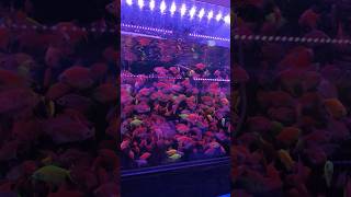 100+ PINK GLOW TETRA FISH 🐠#shorts #fish #aquarium #fishy #beautiful #colors