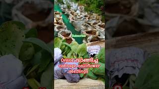 online vegetable seedlings #gardeningvideos #youtubeshorts #kerala