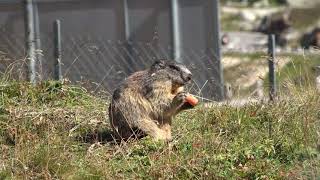 Murmeltiere auf dem Grimselpass