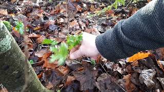 Foraging for Sanicle/making Sanicle decoction