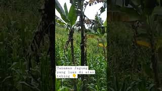 Extensive Corn Crops on the Cliff