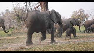 Elephant Water Crossing in the Okavango Delta