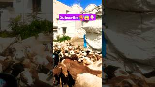 Flock of goats🐐😱🥵👆🏻 subscribe please ❤️ #music #cover #dance #goat #pets #wildlife #domestic#shorts