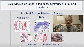 Eye- Macula of retina, blind spot, summary of eye, and questions