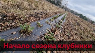 НАЧАЛО СЕЗОНА КЛУБНИКИ / Как правильно чистить клубнику