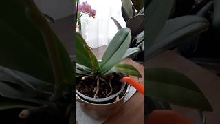 Пою свои орхидеи🤗💖💚#orchid#plants#shorts