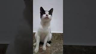 Meong meong meong#shortvidio #funny #cute #