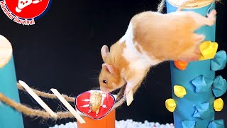 Cute Hamster Challenge with Food  | Hamster Survival 🐹18