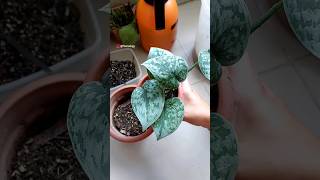 Repotting Well-Rooted Scindapsus pictus "Exotica" Cuttings - Satin Pothos Plant Care