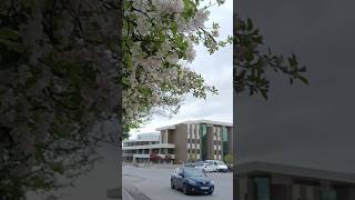 Musim Semi di Turki🇹🇷⁉️Cantiknya Bunga Sakura‼️ #shortvideos #fypシ #turki #viral #trending