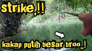 Strike kakap putih besar di spot baru umpan udang hidup || mancing liar