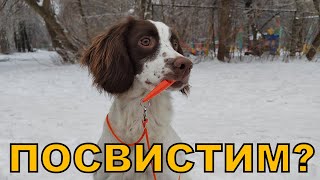 Свисток. Обучение охотничьей собаки. Видео 13.