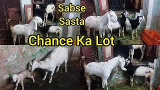 Sabse Sasta Aur Shandaar Desi Bakriyo Ka Collection | Jhirra Asif Nagar | Hyderabad