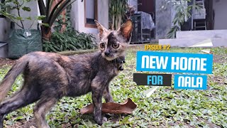 New Home For Adopted Kitten Eps 2