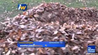 iWitness: Jayce The Boston Terrier playing in leaves