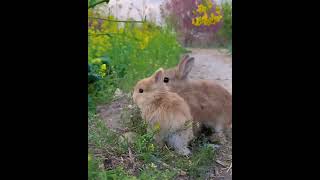 how rabbits🐰🐇🐰🐇 eating flower 🌺🌹 relaxing to see