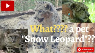 Our pet Snow Leopard "Diego"