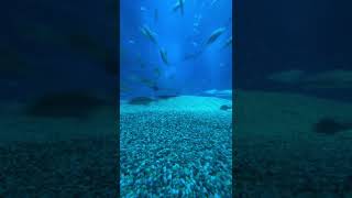 Fishtank time-lapse #ocean #sea #fishtank #shark #shorts