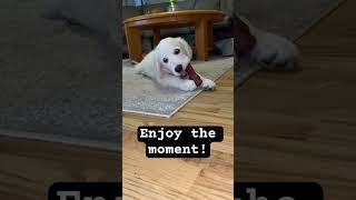 The Puppy song