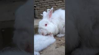 Cute rabbit with his babe #viral #cutecat #animals