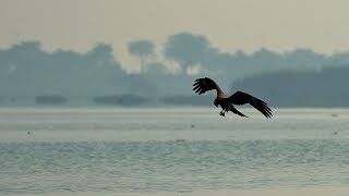 Bird of Prey Outsmarts Other Birds to Snatch Their Meals