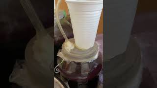 Homemade Grape Wine 🍷 Let’s make Air Cup | Easy Making #redwine #healthy #grapewine