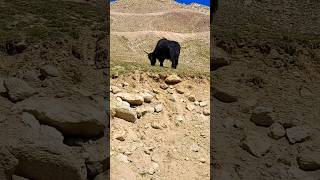 Yaks #nature #lehtravel #travel #shortsvideo #leh #exploreleh #shorts