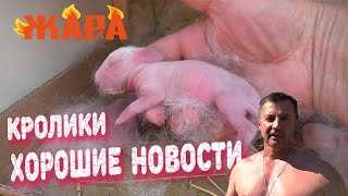 КРОЛИКИ ЖАРА РОЖДЕНИЕ КРОЛЬЧАТ ПРИНИМАЕМ ОКРОЛЫ Кролики содержание и разведение