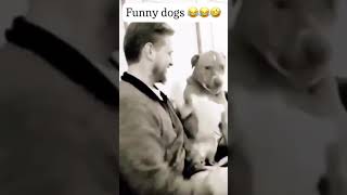 Funny dogs amazing laugh