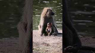 Babuinos en el Serengueti - Safaris a medida con GoThombi