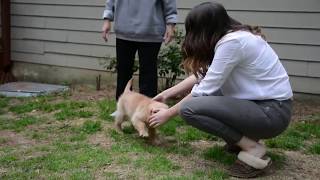 Funny puppy vs stairs in slow motion!!! HIs second attempt at stairs!!!