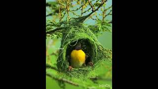 Sparrow Making Nest