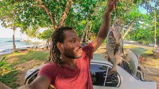 Fish For Dinner Today Spearfishing Catch ,N' Cook